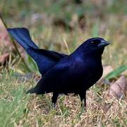 Shiny Cowbird