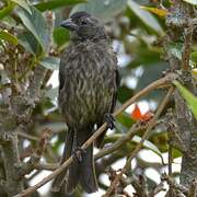 Shiny Cowbird