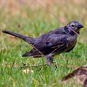 Shiny Cowbird