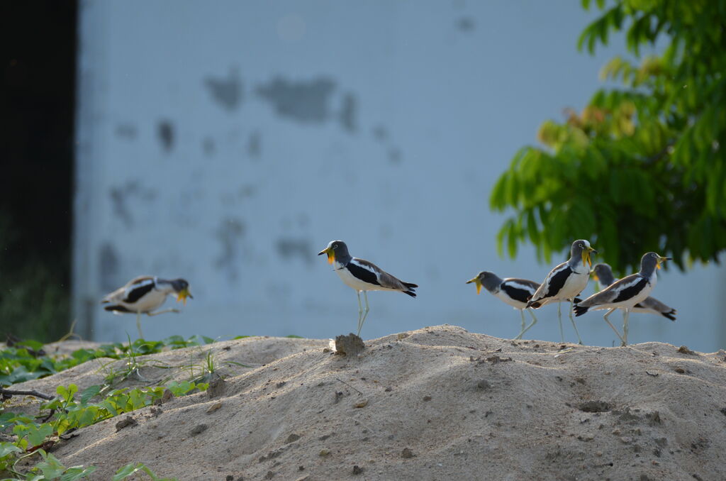 White-crowned Lapwingadult