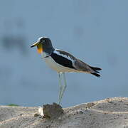 White-crowned Lapwing