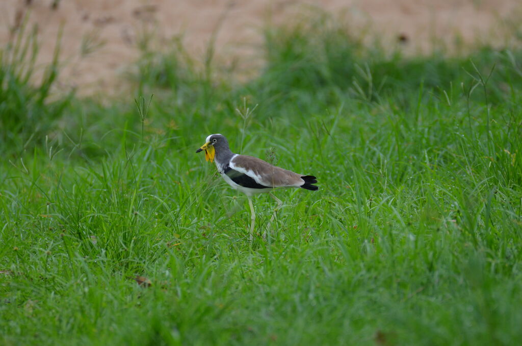 Vanneau à tête blancheadulte, identification