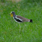 White-crowned Lapwing