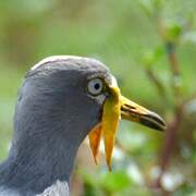 White-crowned Lapwing