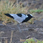 Blacksmith Lapwing