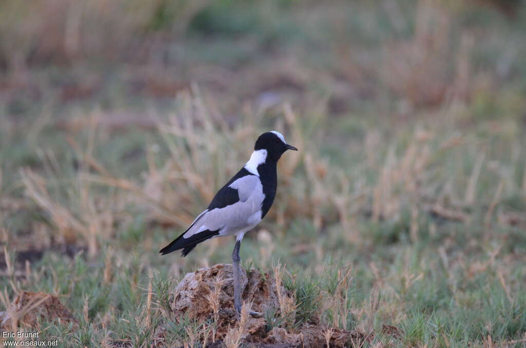 Blacksmith Lapwingadult, habitat, pigmentation