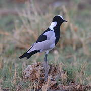 Blacksmith Lapwing