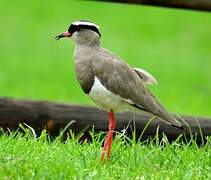 Crowned Lapwing