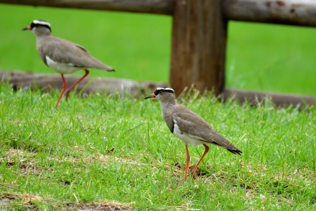 Crowned Lapwingadult, identification