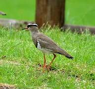 Crowned Lapwing