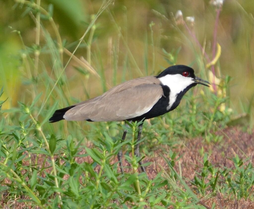 Vanneau éperonnéadulte, identification