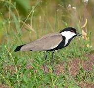 Spur-winged Lapwing