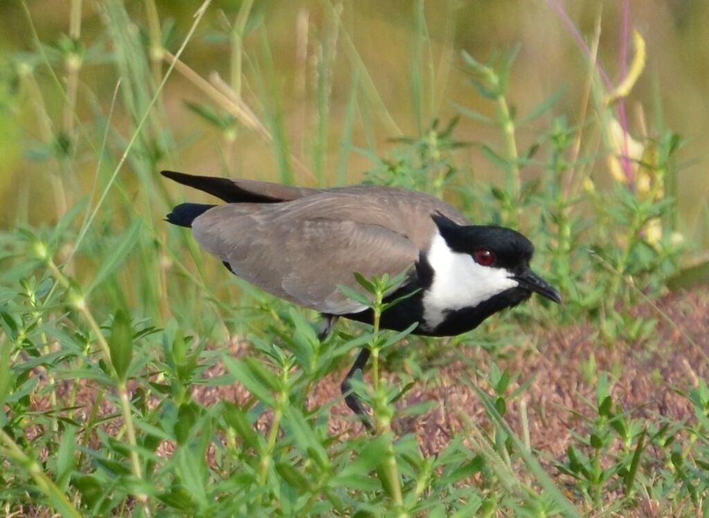 Vanneau éperonnéadulte, identification