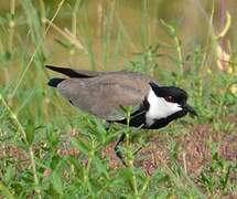 Spur-winged Lapwing