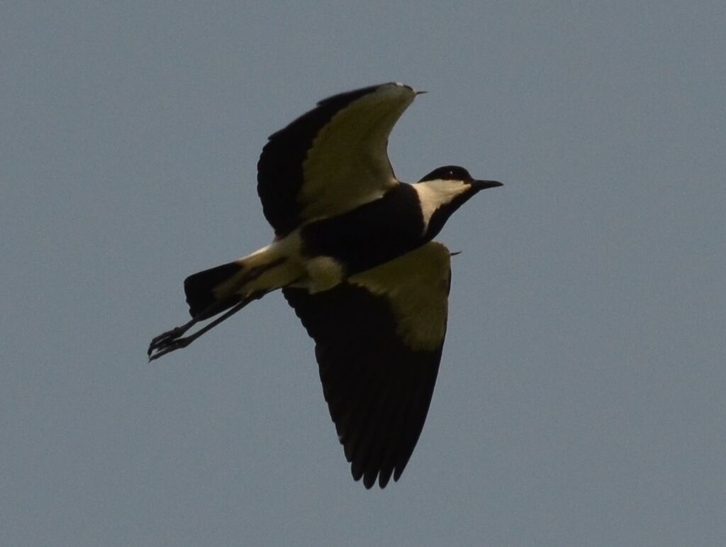 Spur-winged Lapwingadult, Flight