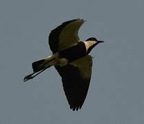 Spur-winged Lapwing