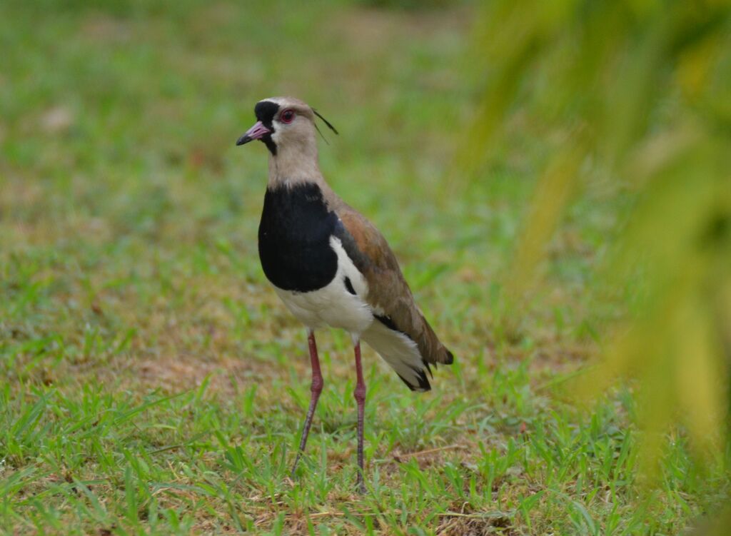 Southern Lapwingadult, identification