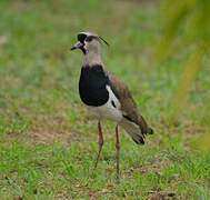 Southern Lapwing