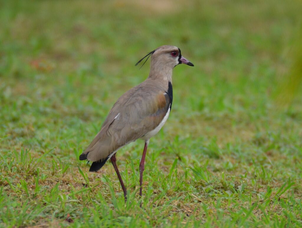 Vanneau téroadulte, identification