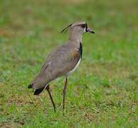 Southern Lapwing