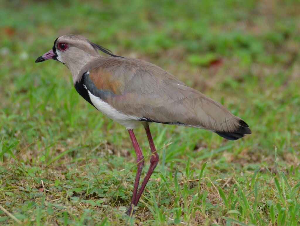 Vanneau téroadulte, identification