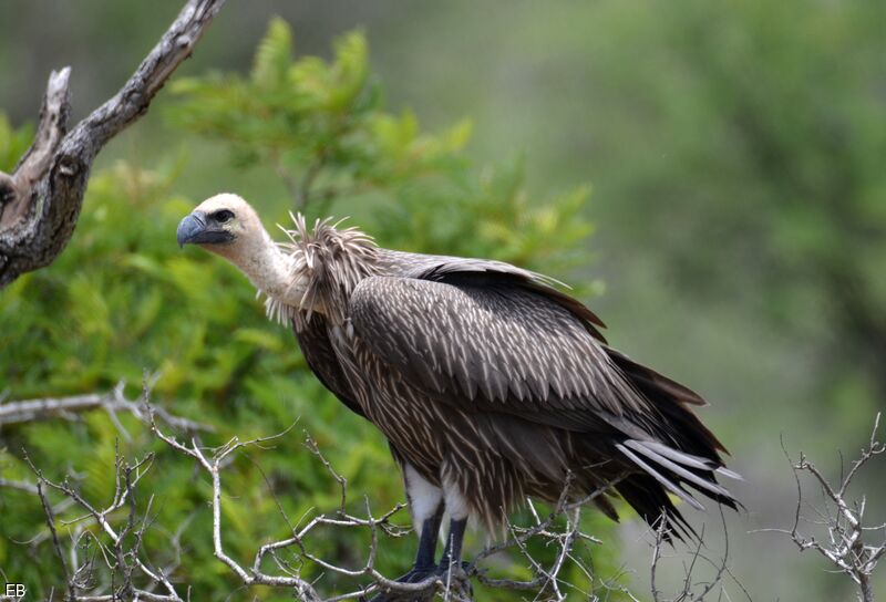 White-backed Vulturejuvenile, identification