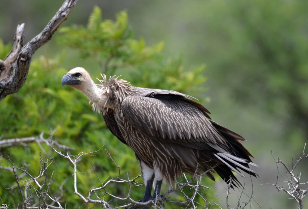 Vautour africainjuvénile, identification