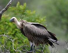 White-backed Vulture