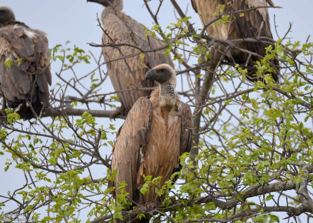 Vautour africainjuvénile, identification