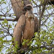 White-backed Vulture