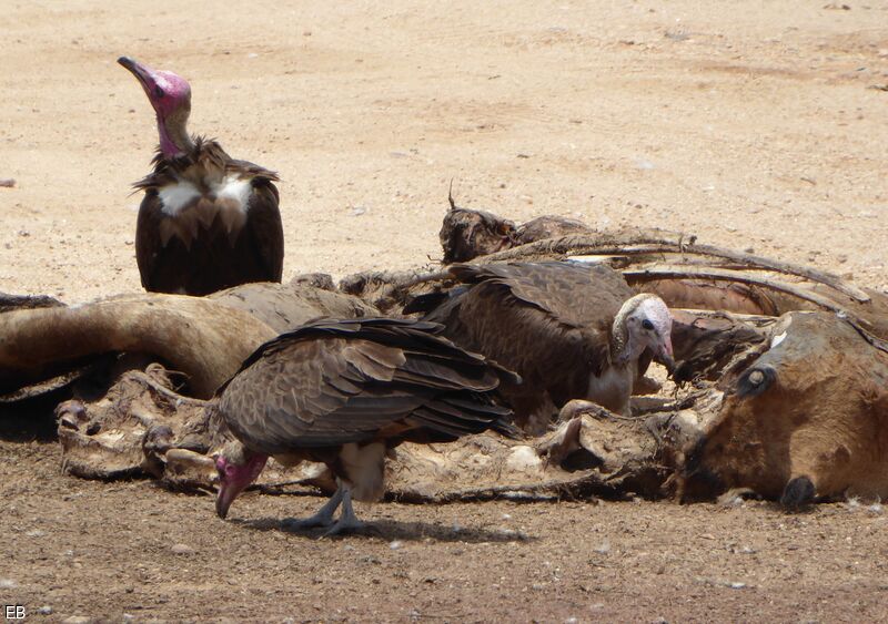 Hooded Vulturejuvenile, identification