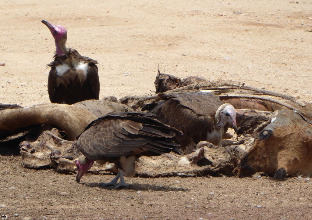 Hooded Vulturejuvenile, identification