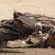 Hooded Vulture