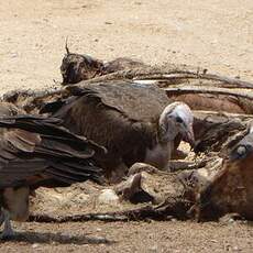 Vautour charognard