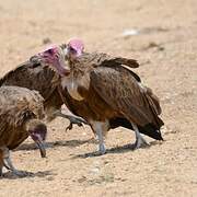 Hooded Vulture