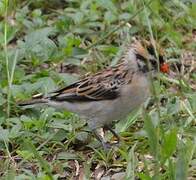 Pin-tailed Whydah