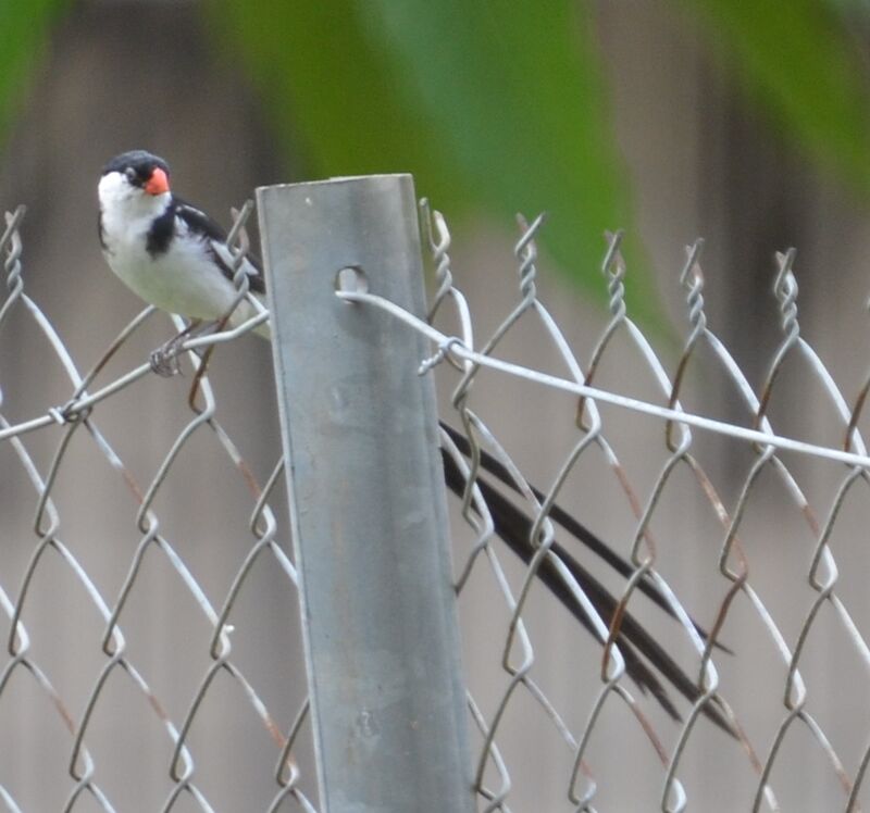 Pin-tailed Whydah male adult, identification