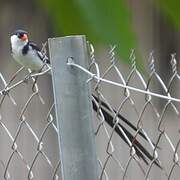 Pin-tailed Whydah