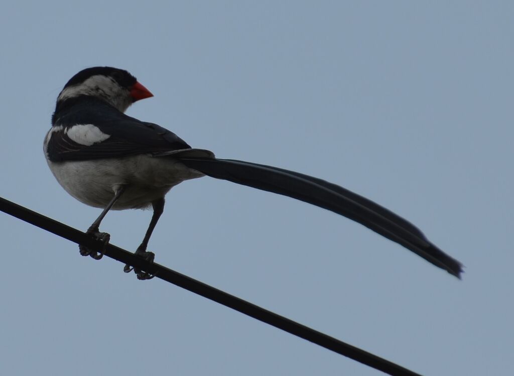 Pin-tailed Whydah male adult, identification