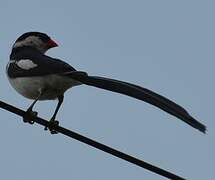 Pin-tailed Whydah