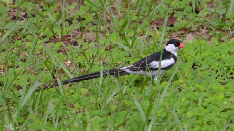 Pin-tailed Whydah male adult, identification