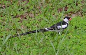 Pin-tailed Whydah