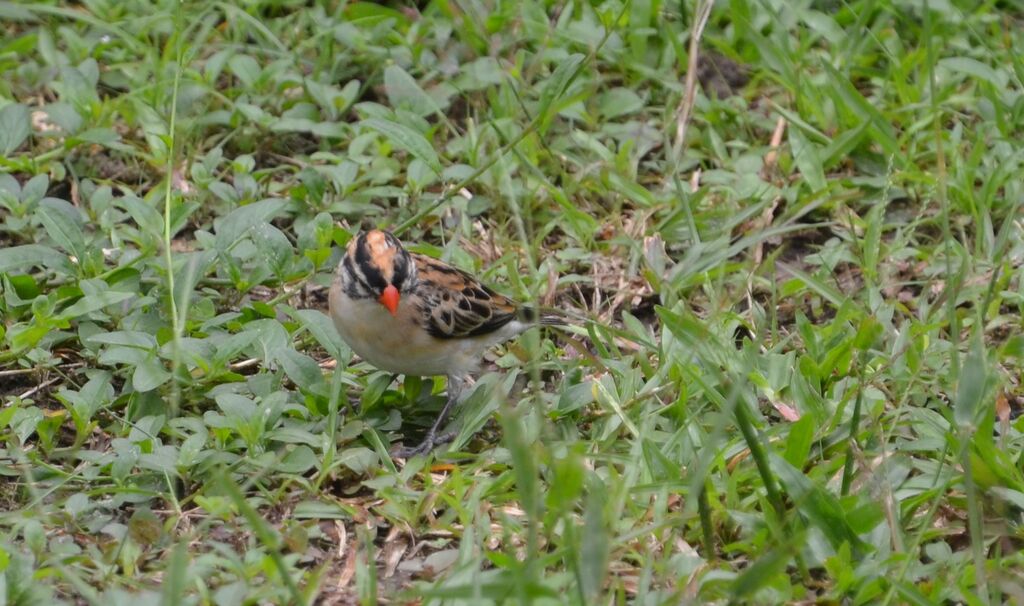 Pin-tailed Whydahjuvenile, identification