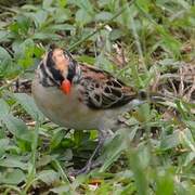 Pin-tailed Whydah