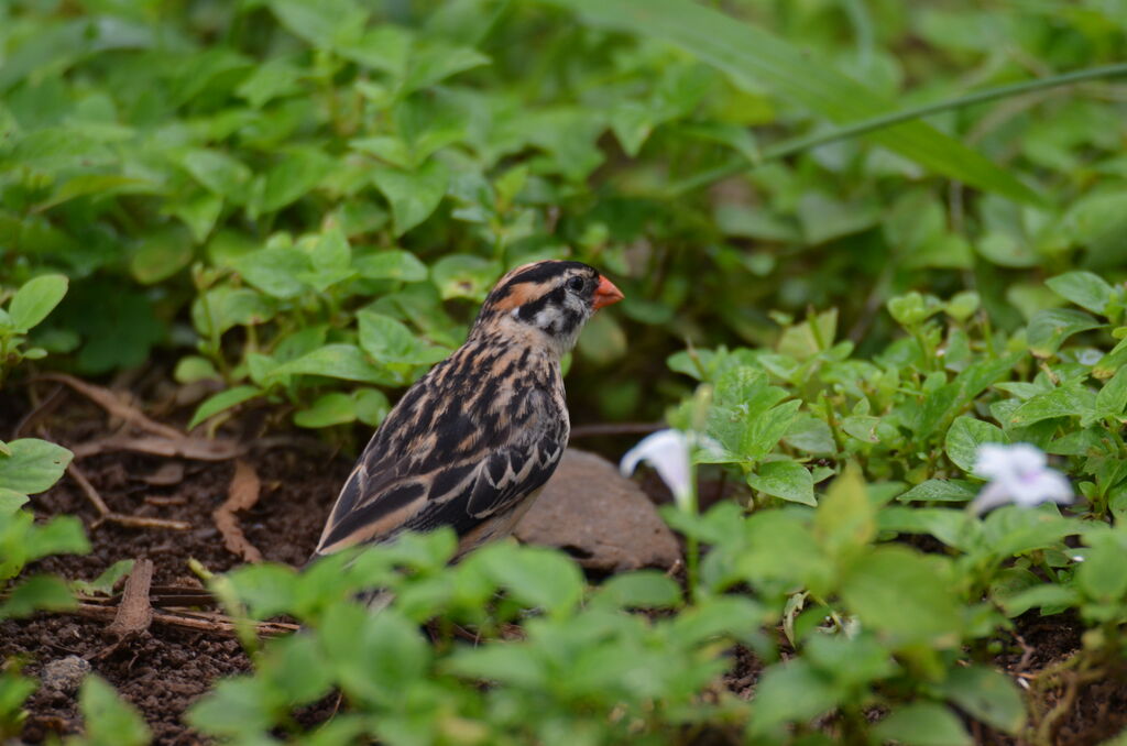 Veuve dominicainejuvénile, identification