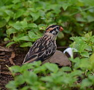 Pin-tailed Whydah