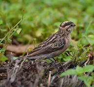 Pin-tailed Whydah