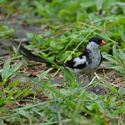 Pin-tailed Whydah