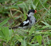 Pin-tailed Whydah