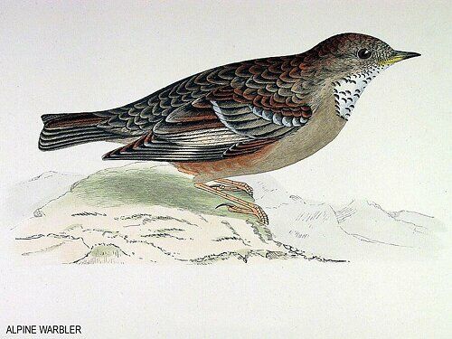 Alpine Accentor